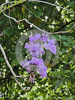 A cluster of vibrant purple Jacaranda mimosifolia blossoms, elegantly clustered on the stem