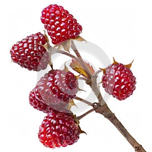 A cluster of vibrant red thimbleberries on a stem, isolated on white background Ai Generared