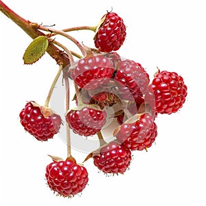 A cluster of vibrant red thimbleberries on a stem, isolated on white background Ai Generared