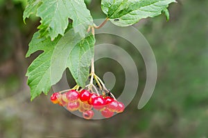 Cluster of viburnum berries on branch with ants close-up