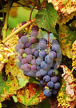 Cluster of vine