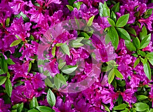 A cluster of violet flowers and green leaves of an azalea plant in a garden.