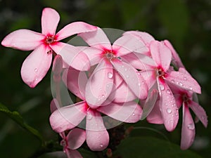 Cluster of Wet Pink Flower