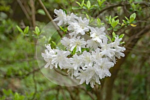 Cluster of White Azalea Wildflowers