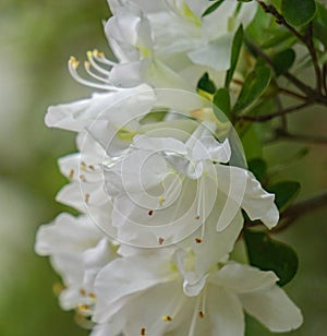 Cluster of White Azalea Wildflowers