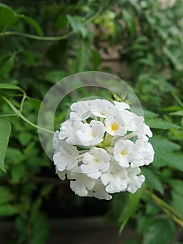 Cluster of white Cloth of Gold flowers