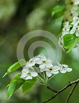 A cluster of white crabapple flowers are blooming on the branches