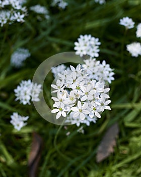 Cluster of white flowers cive chino. Allium tuberosum spreng photo