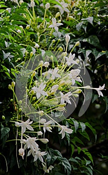 Cluster of White Flowers of the Cork Treem