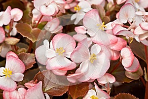 A Cluster of White Flowers Edged in Pink Against Bronze Leaves