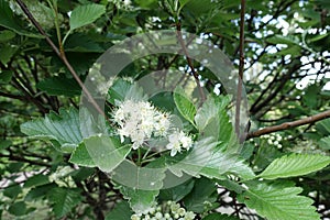 Cluster of white flowers of Sorbus aria in May