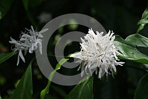 A cluster of white fragrant coffee flowers is blooming in sunlight