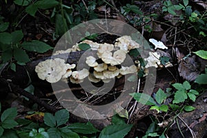 A cluster of white fungi on fallen wood