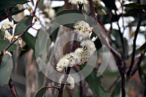 Cluster of white gumtree Angophora hispida flowers