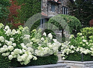 Cluster of white hydrangea flowers