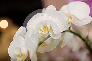 cluster of white Phalaenopsis orchids