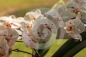 Cluster of White Phalaenopsis schilleriana Orchid