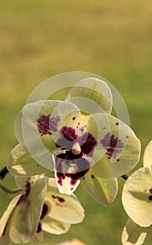 Cluster of White Phalaenopsis schilleriana Orchid