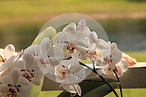 Cluster of White Phalaenopsis schilleriana Orchid