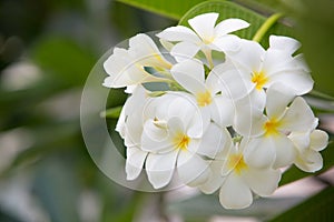 cluster of white plumeria flower on branch. beautiful flower.