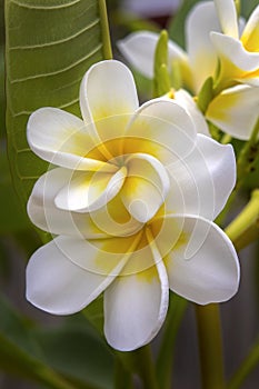 Cluster Of White Plumerias