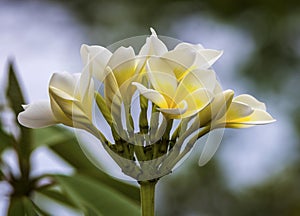 Cluster Of White Plumerias, Frangipanis