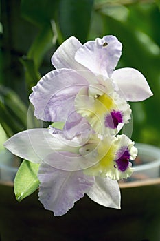 Cluster of White and Purple Cattleya Orchids