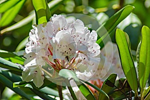 Cluster of White Rhododendron Wildflowers