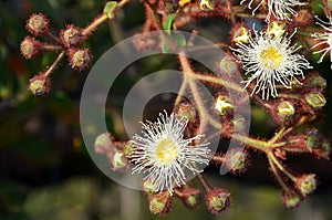 Cluster of white and yellow gumtree Angophora hispida flowers and buds