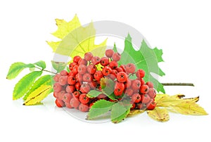 Cluster of wild ash with leaves autumn still life