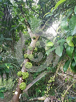 Cluster of wild ficus fistulosa fruit sprouting from the trunk photo