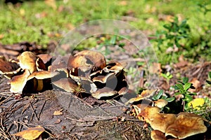 A cluster of wild mushrooms in the forest