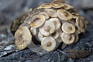 Cluster of wild mushrooms or fungi.