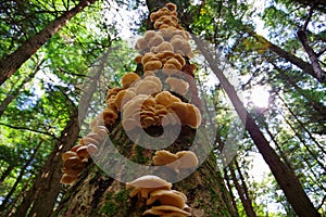 A Cluster of Wild Oyster Mushrooms growing on a tree in the Forest photo