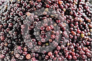 Cluster of Wild Ripe Elderberries