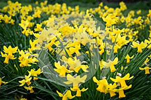 Cluster of windswept yellow daffodils with orange centres taken in Canterbury, Kent, England.