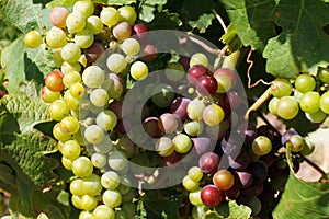 Cluster of wine producing grapes