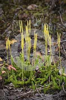 Cluster of wolf's foot clubmoss with fertile spikes, Flagstaff L