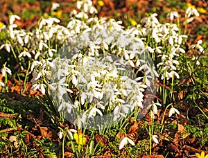 A Cluster of Woodland Snowdrops