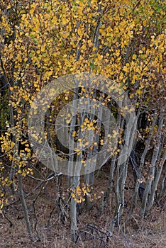 Cluster of yellow Aspen trees, Hope Valley of California