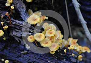 Cluster of Yellow Crossveined Troop Mushrooms