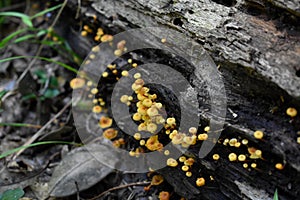 Cluster of Yellow Crossveined Troop Mushrooms