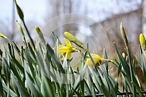 Cluster of Yellow Daffodil Buds