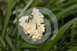 Cluster of yellow daffodils