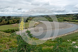 Cluster of yellow flowers in a conical shape