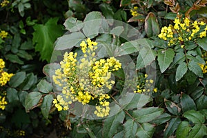 Cluster of yellow flowers of Oregon-grape in spring