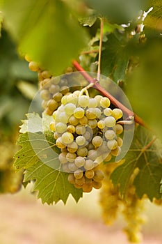 Yellow grapes in the vineyard