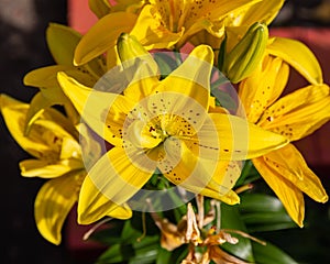 Cluster of yellow lilies with spots in the garden