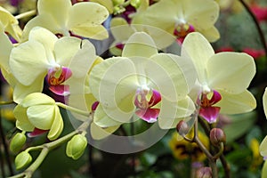 Cluster of yellow orchids