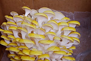 Cluster of yellow oyster mushrooms